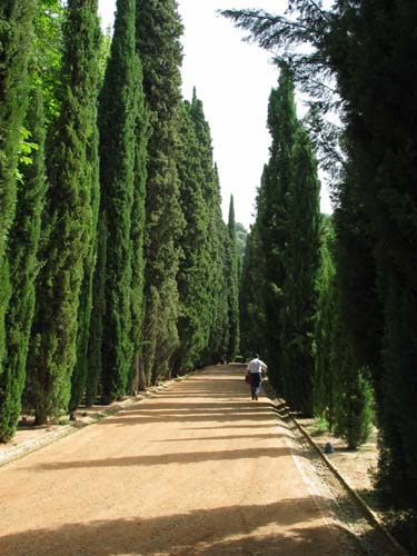 cypress walk
