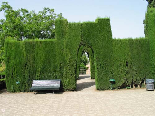 garden hedge
