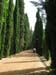 cypress walk