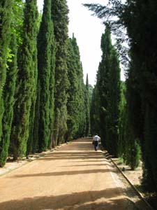 cypress walk