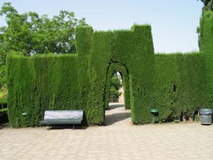 garden hedge