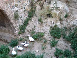 geese and cats