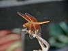 p1040559_2